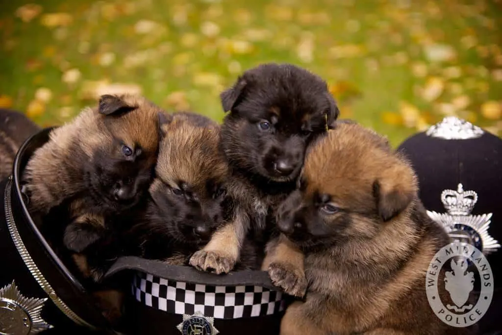 k9 puppies snoozing on the job