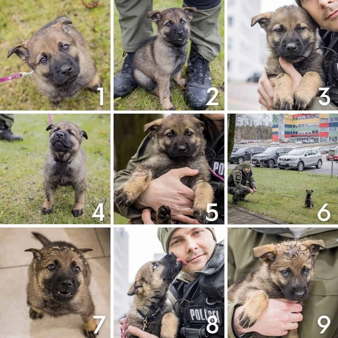 k9 puppy moodboard