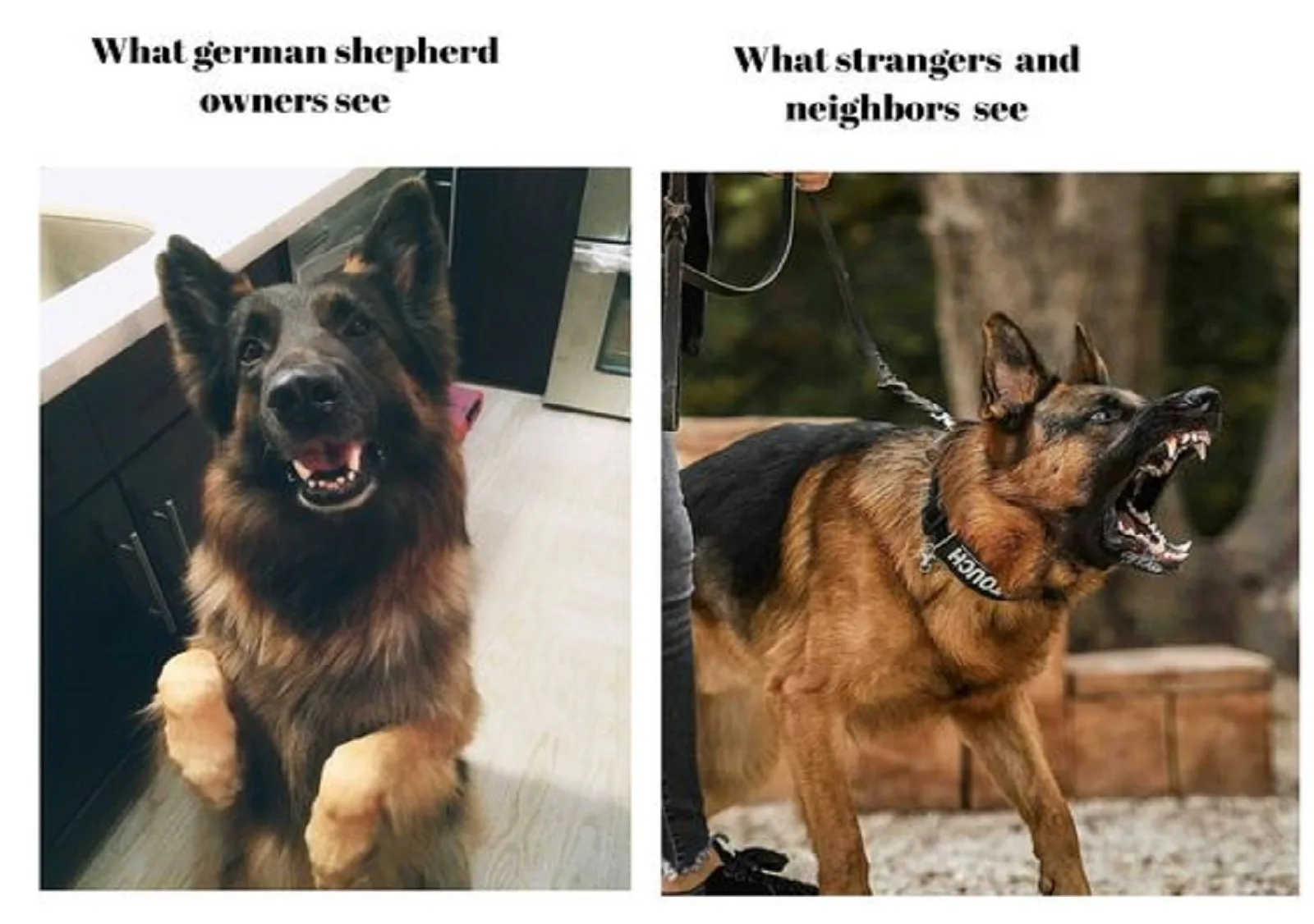 kind and agressive german shepherd meme