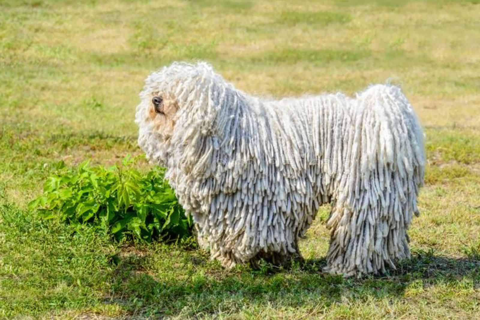 komondor dog standing in the park