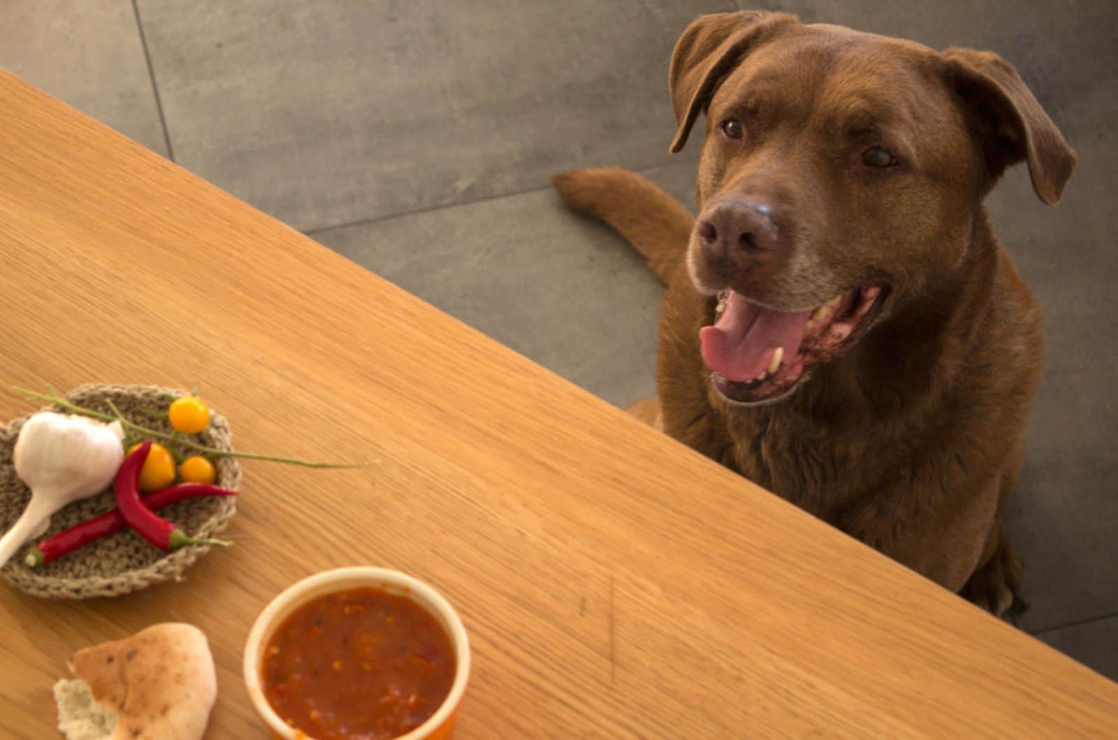 labrador dog looking at food on the table