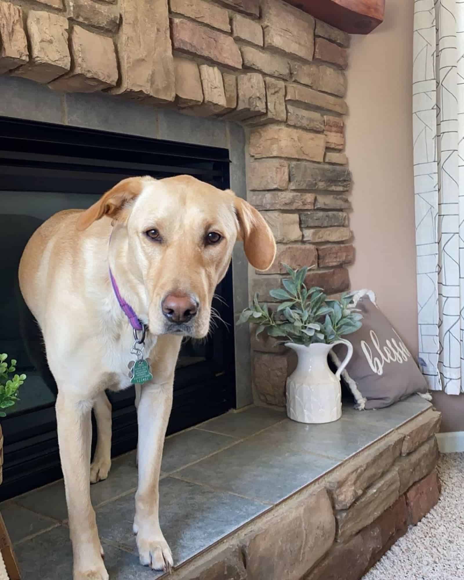 labrador german shepherd dog standing near the fireplace and looking into camera