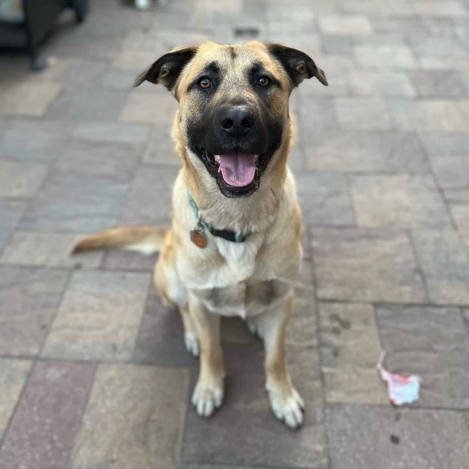 labrador german shepherd dog sitting on sidewalk