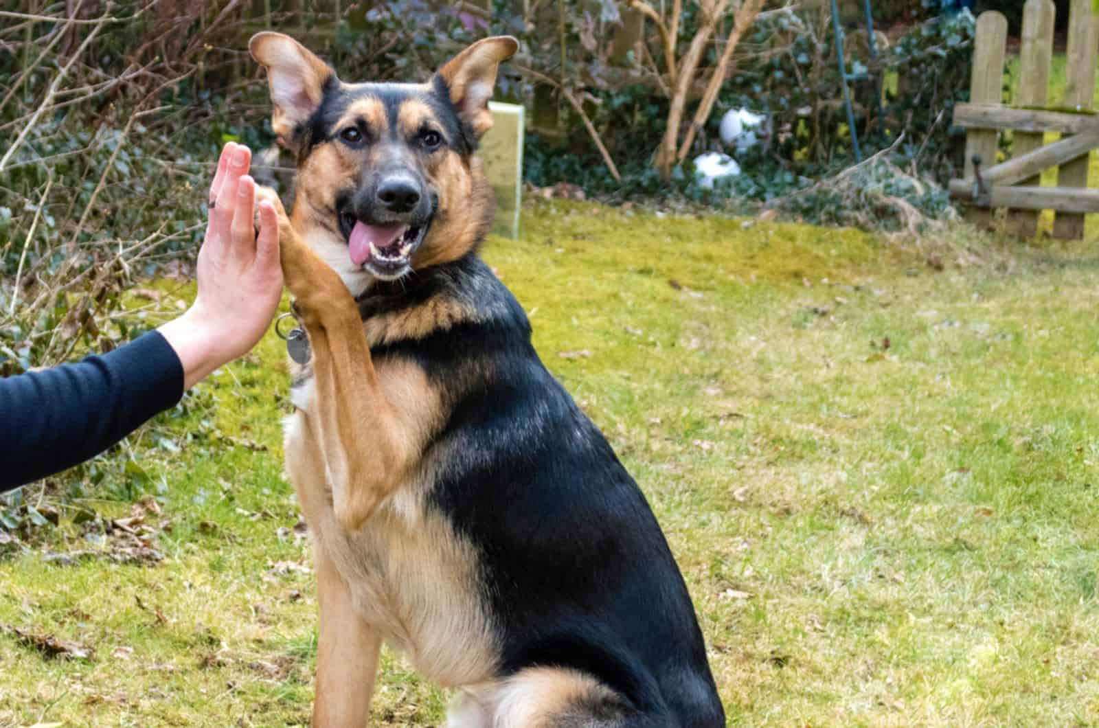 labrador german shepherd mix dog sitting in the yard and giving paw to his owner