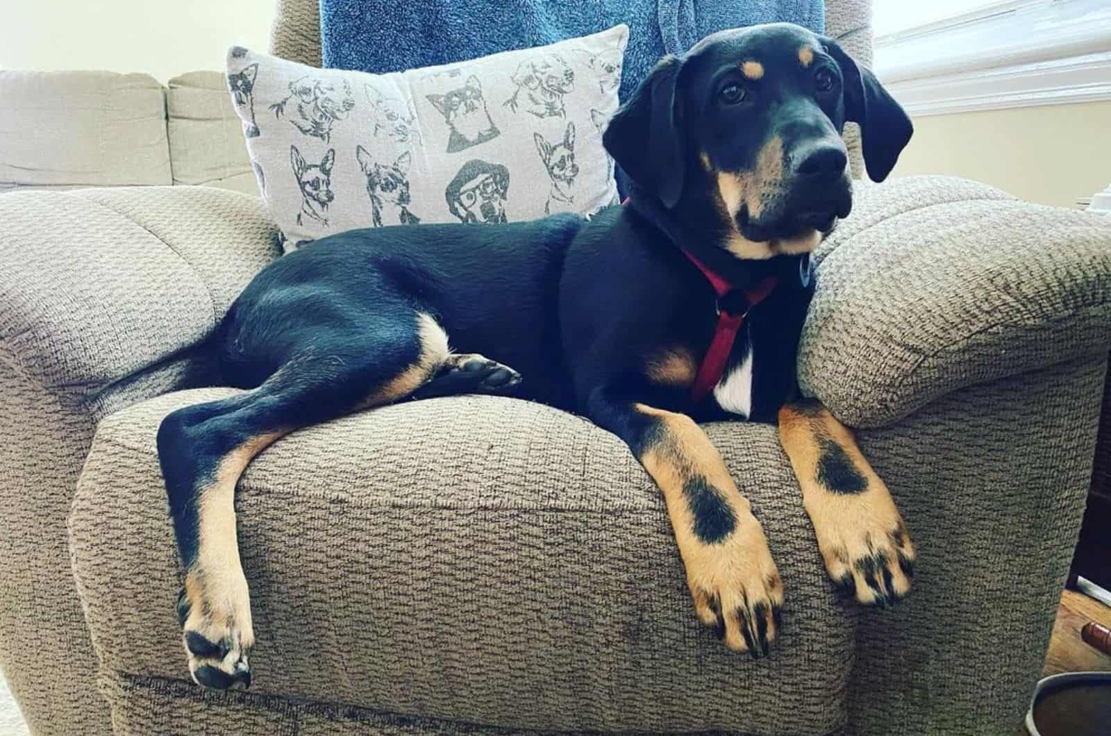 labrador german shepherd mix dog lying on the armchair