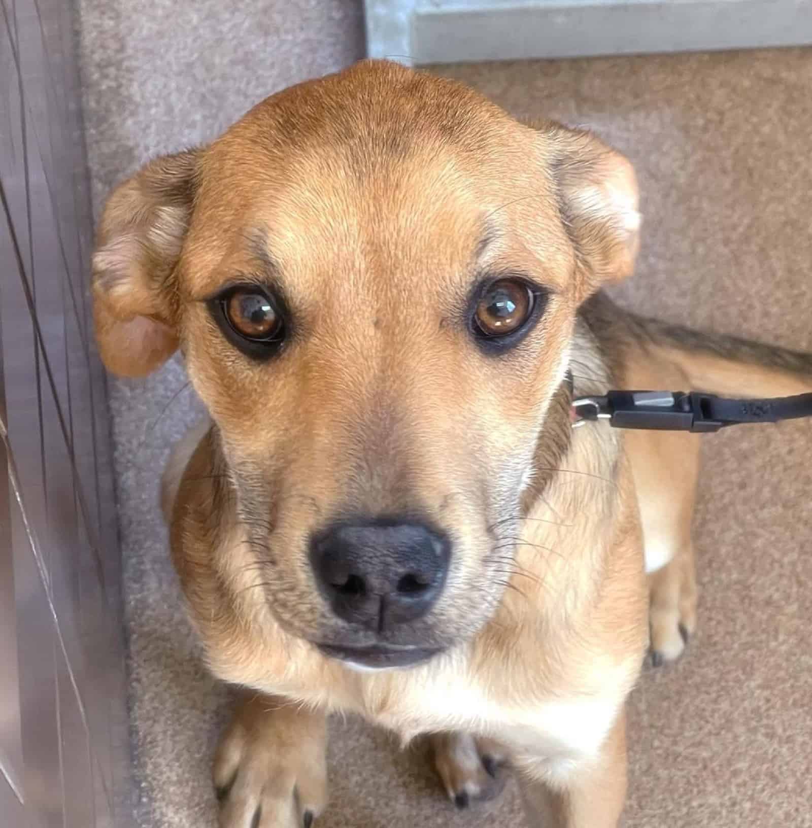 labrador german shepherd mix puppy on a leash