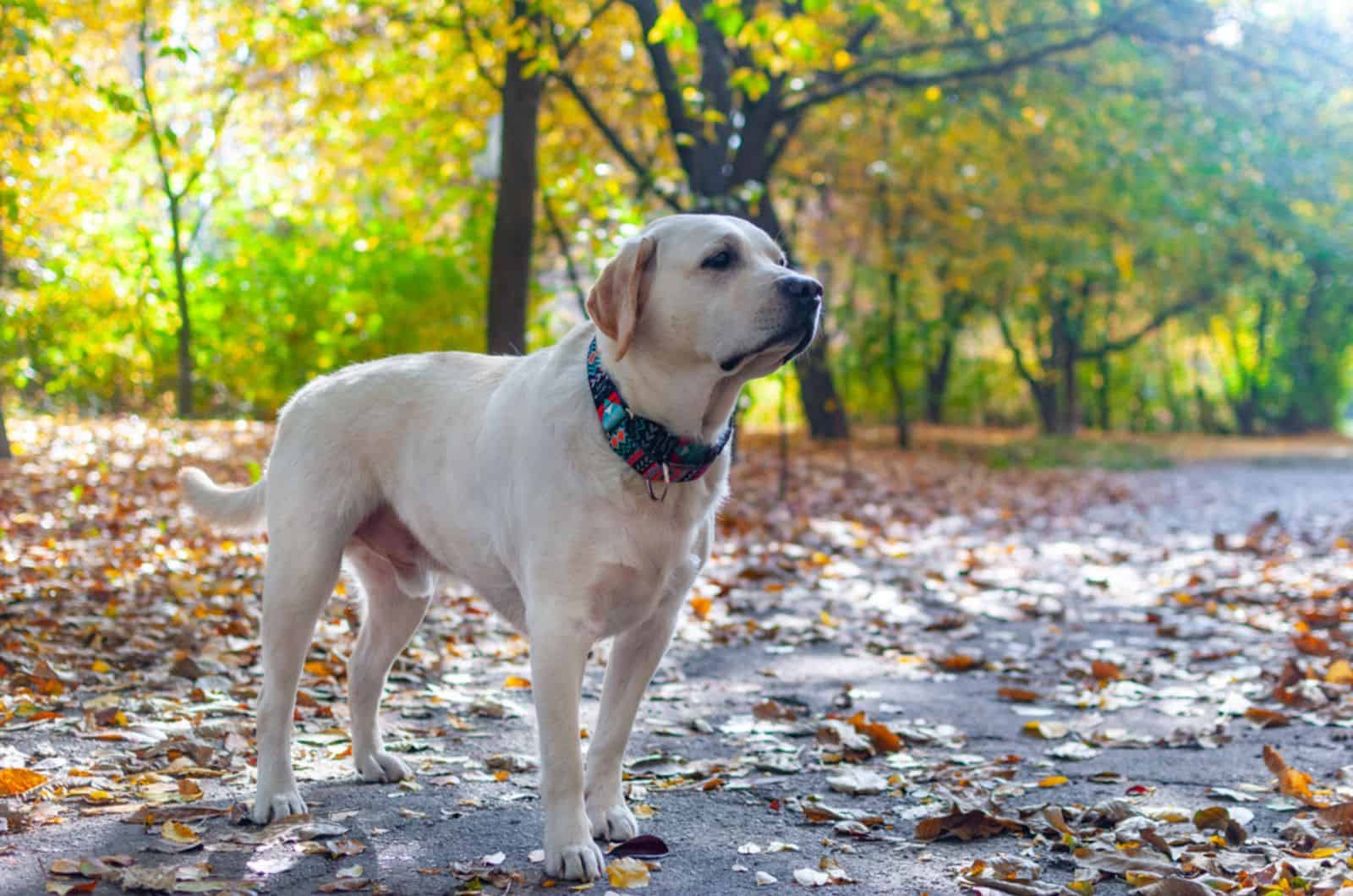 labrador retriever dog standing in the park