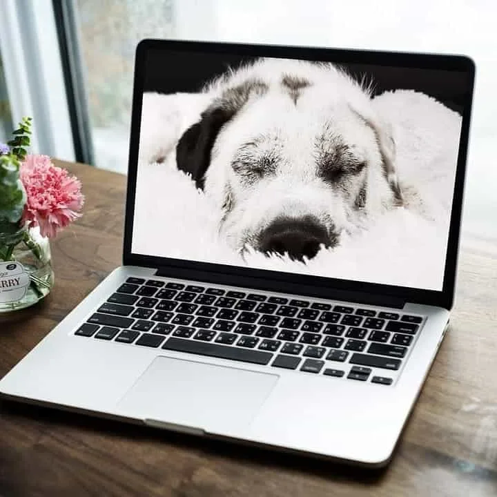 laptop desktop with dog picture