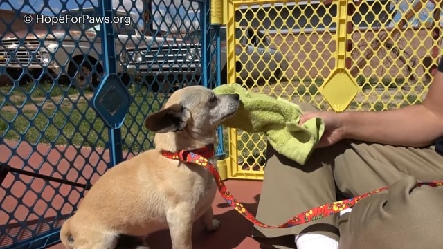 little dog with man trying to approach