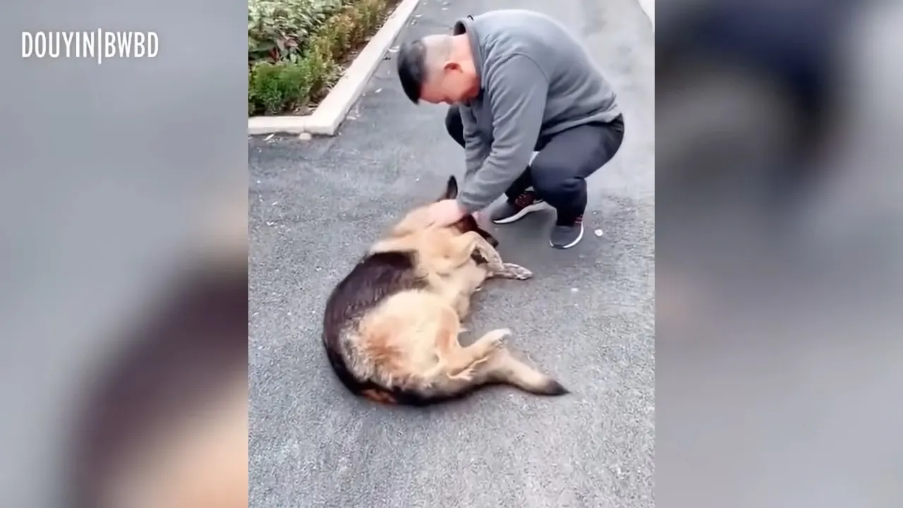 man playing with german shepherd