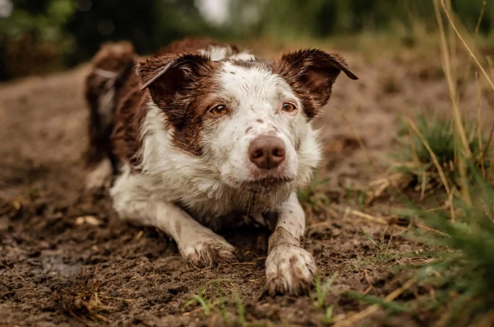 neurotic brown and white Border Collie lying in the mud