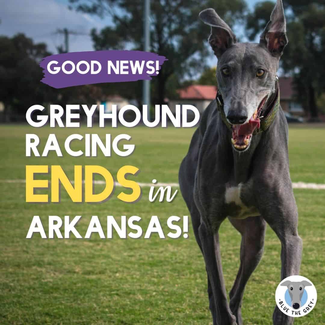 news headline about greyhound racing