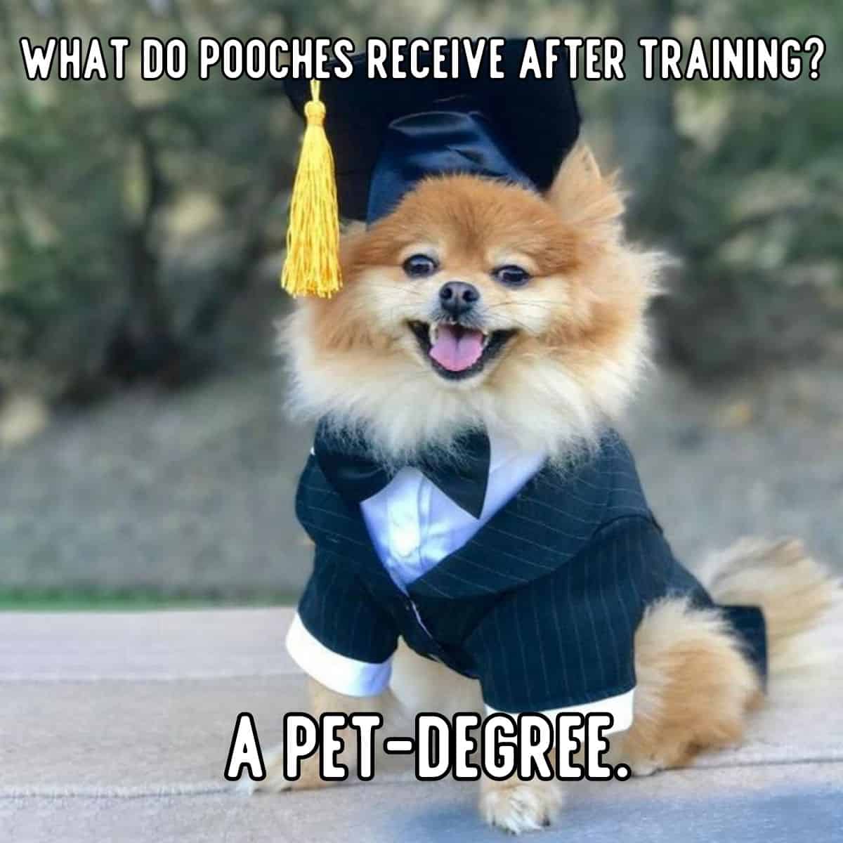 pet-degree joke
