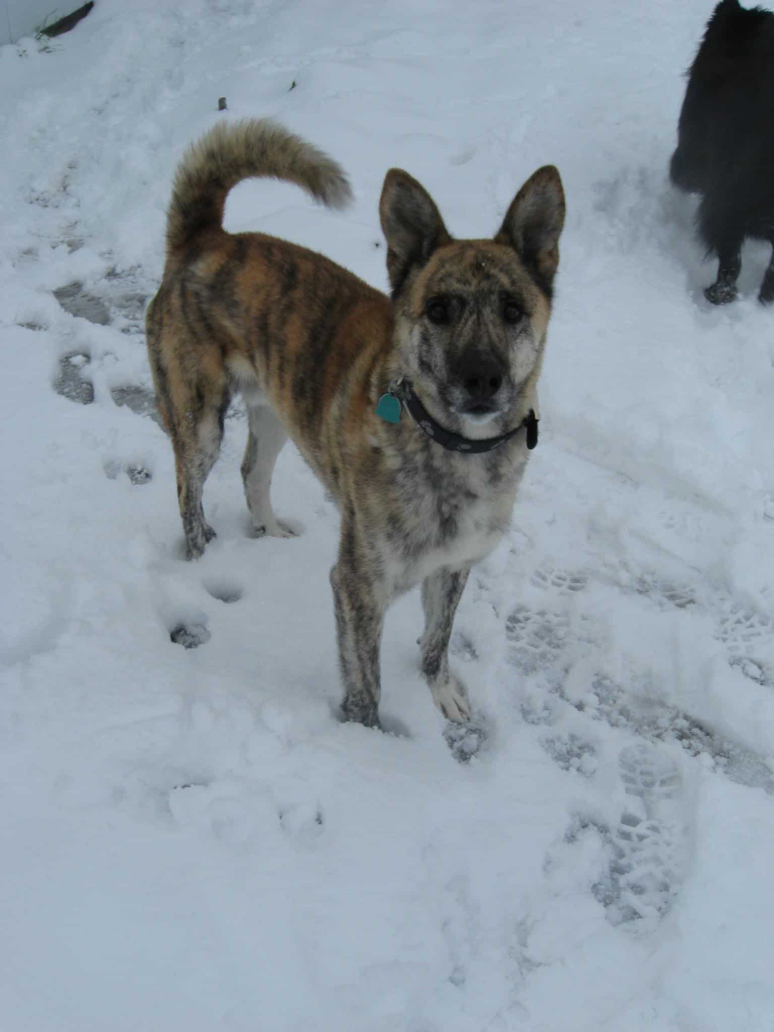 photo of Clark the dog in the snow