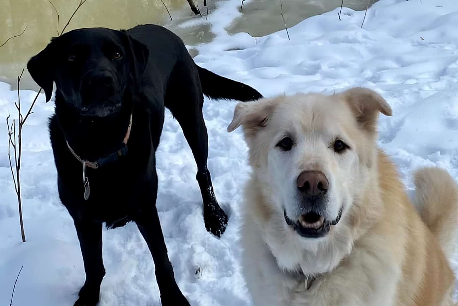 photo of Kai with labrador Abby