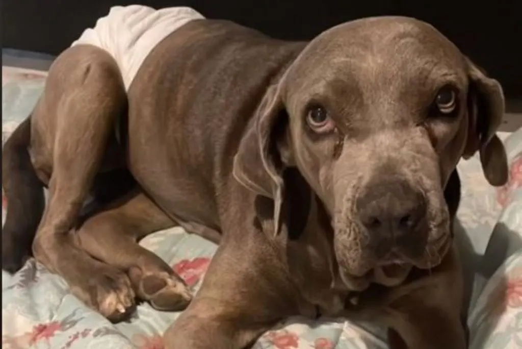 foto de Xena durante la recuperación