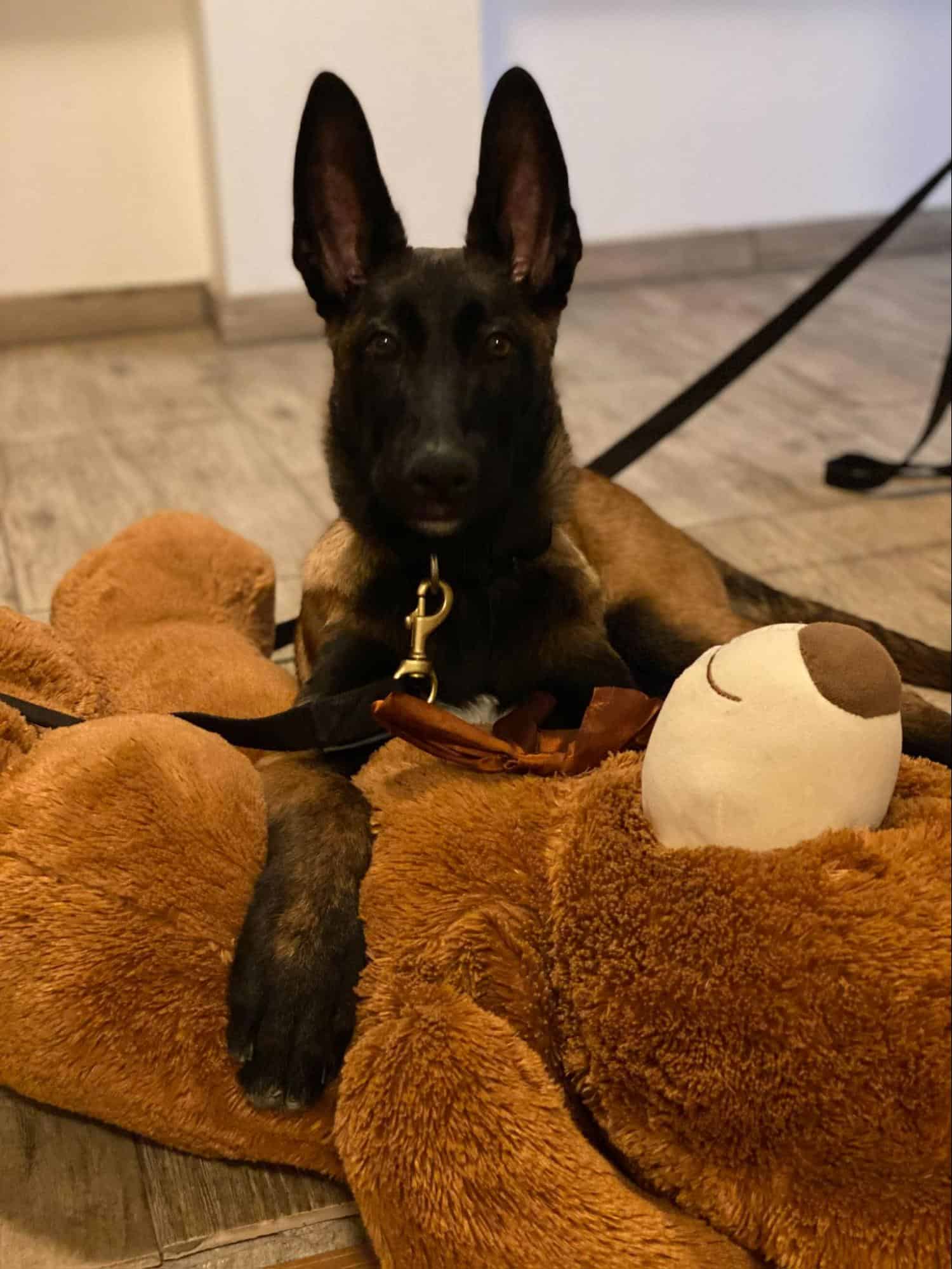 photo of a belgian malinois dog
