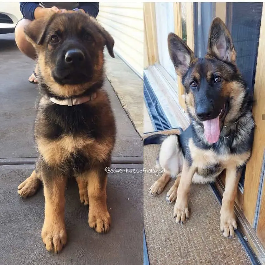 photo of a cute and sassy gsd growing up