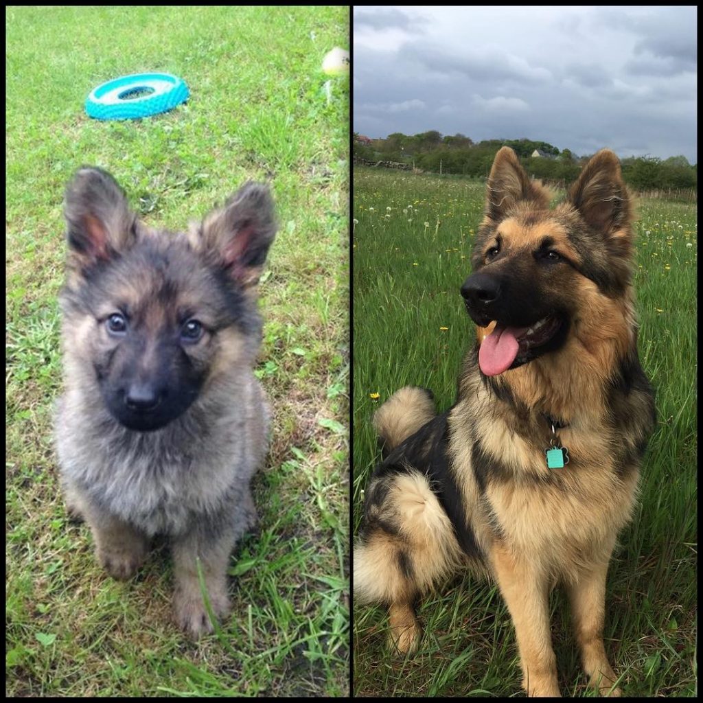 photo of a gsd changing coat color while growing