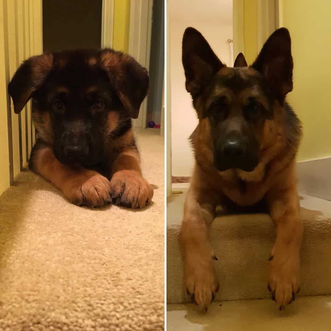 photo of a gsd growing