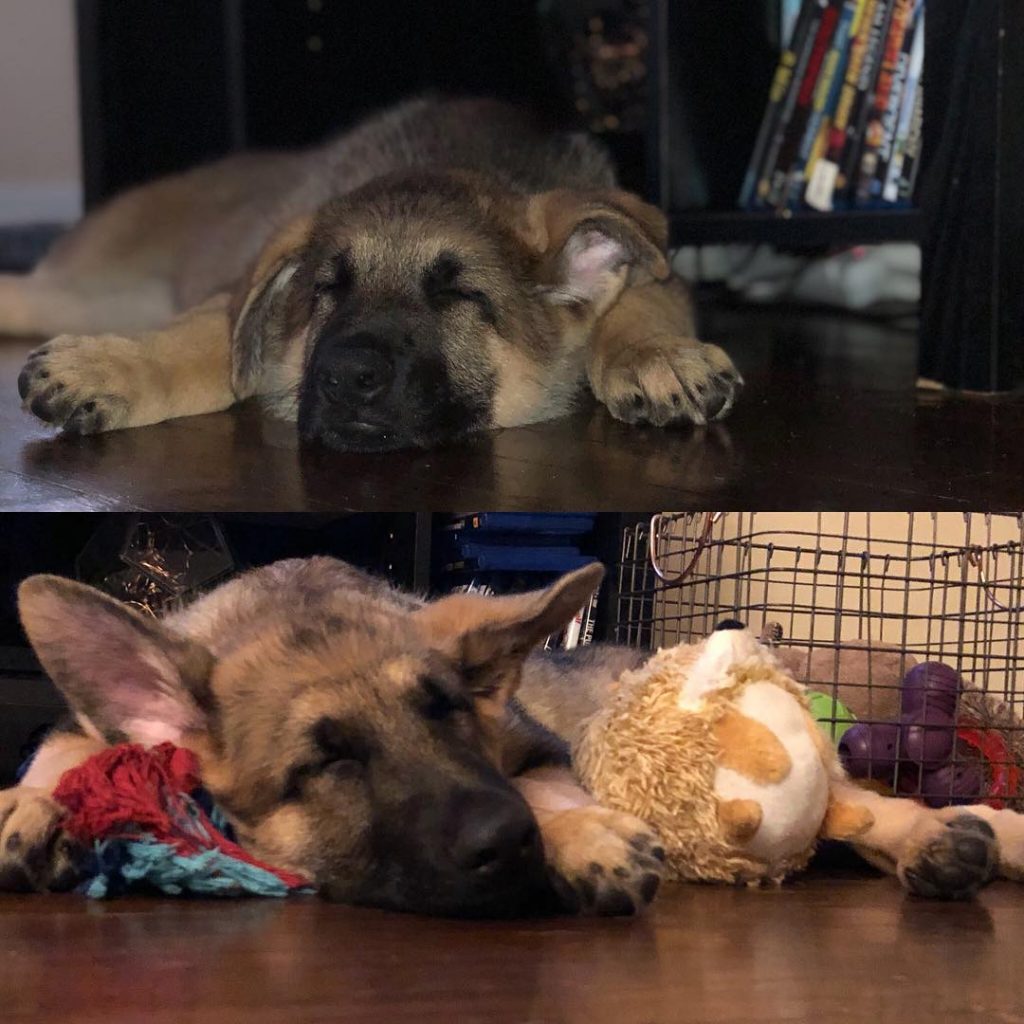 photo of a gsd sleeping as a puppy and as a grown dog