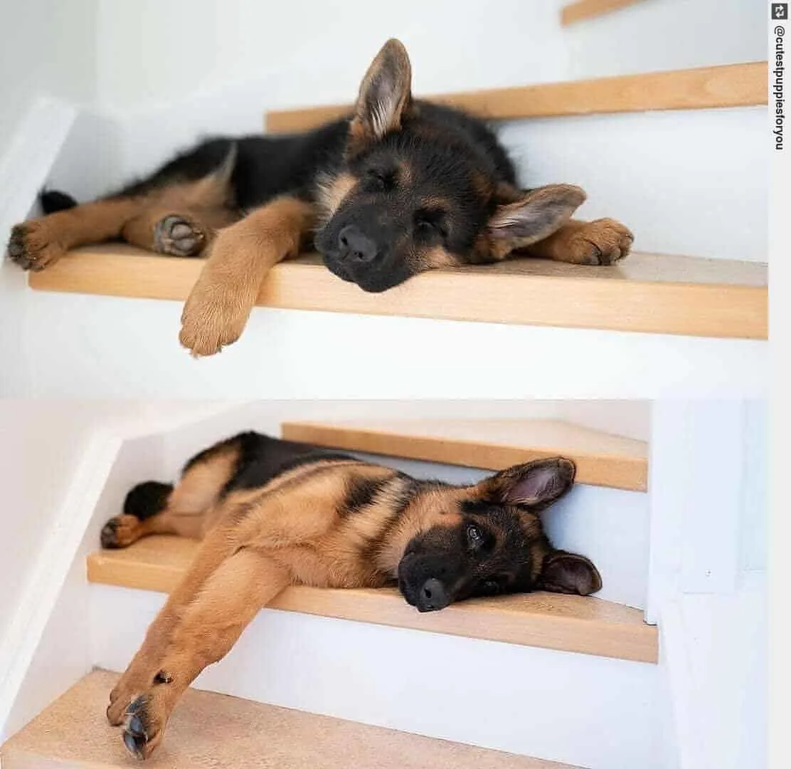 photo of a gsd sleeping on stairs as a puppy and as a grown dog