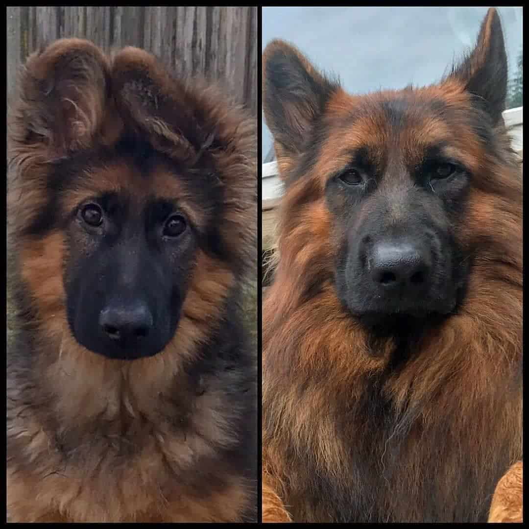 photo of a gsd with a silly face as a puppy