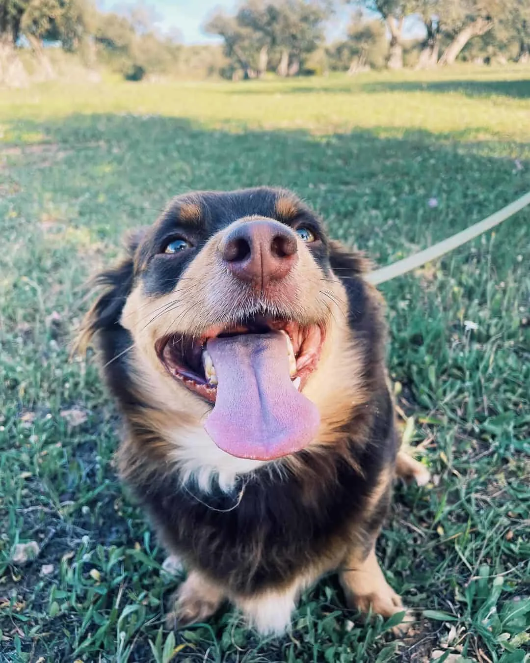 photo of a happy dog who enjoys freedom