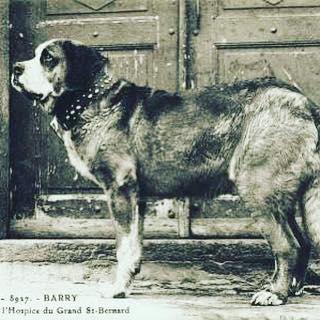 photo of a saint Bernard Barry