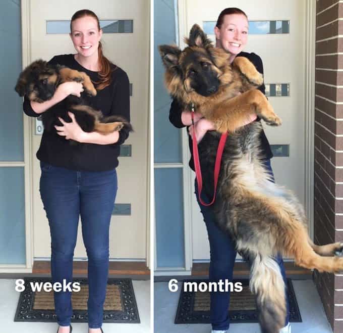 photo of a woman holding a gsd puppy at 8 weeks vs 6 months