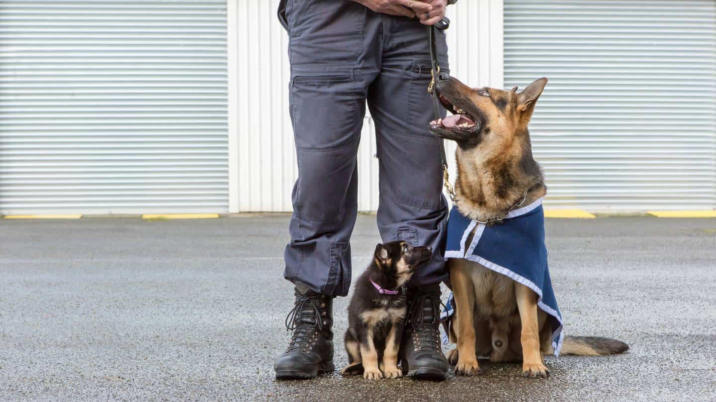 photo of a young and grown k9 dog