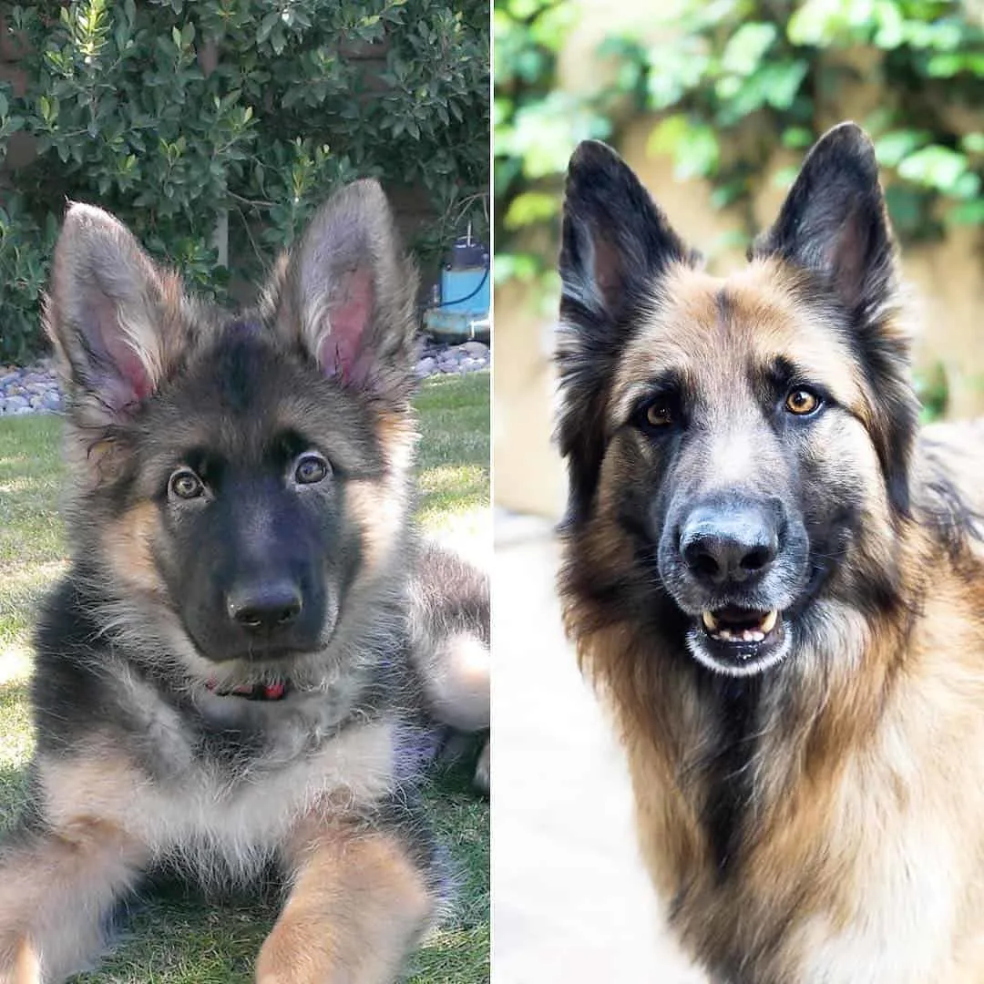 photo of a young gsd and grown gsd