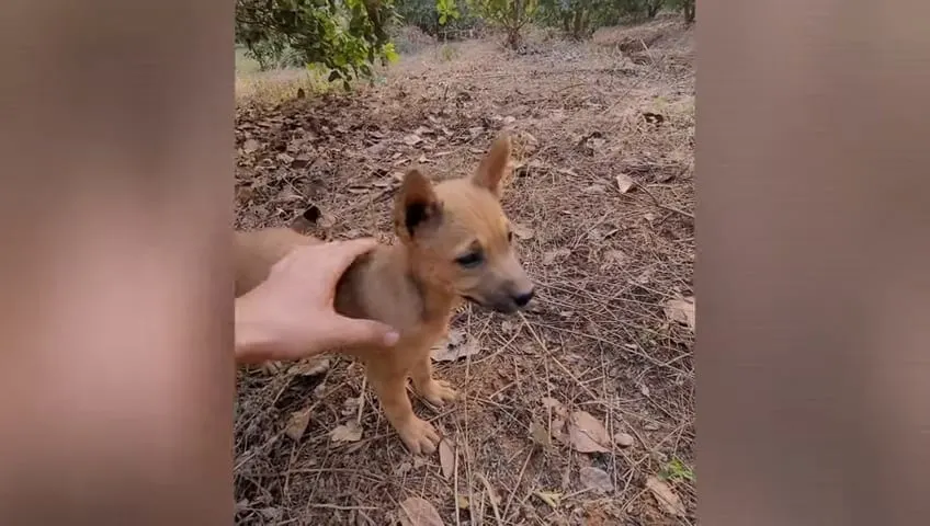 photo of an abandoned puppy