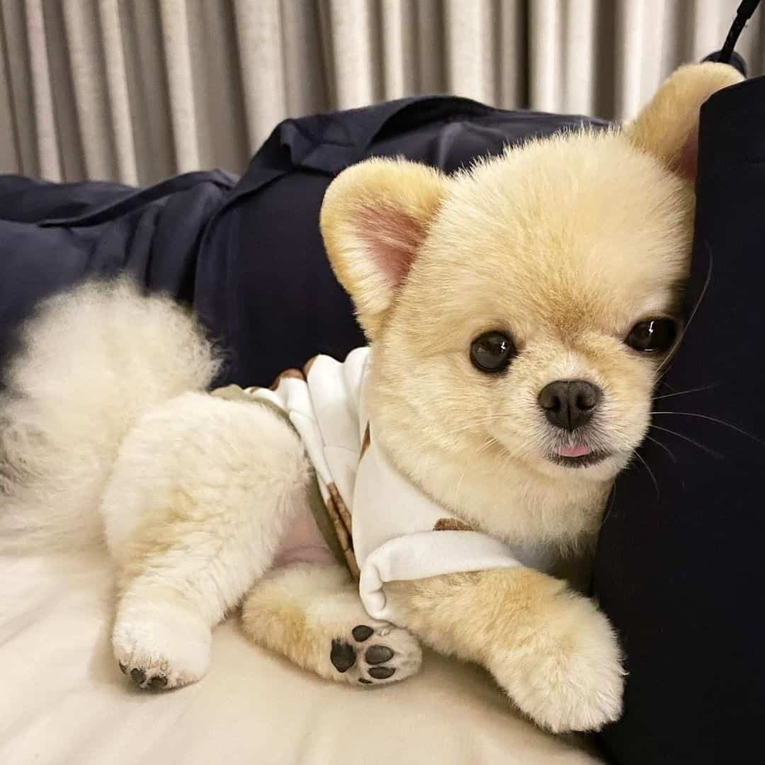 photo of an adorable pomeranian dog