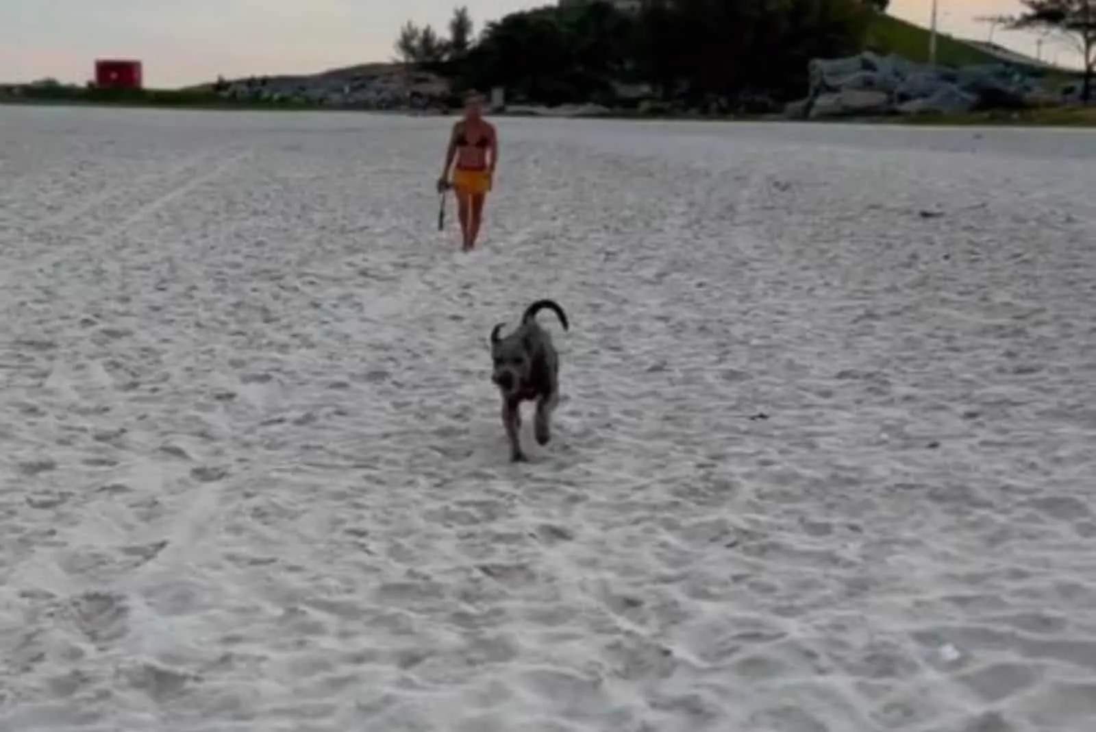 foto de Xena feliz corriendo