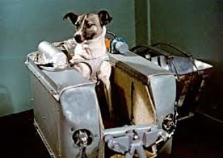 photo of laika, the first space dog