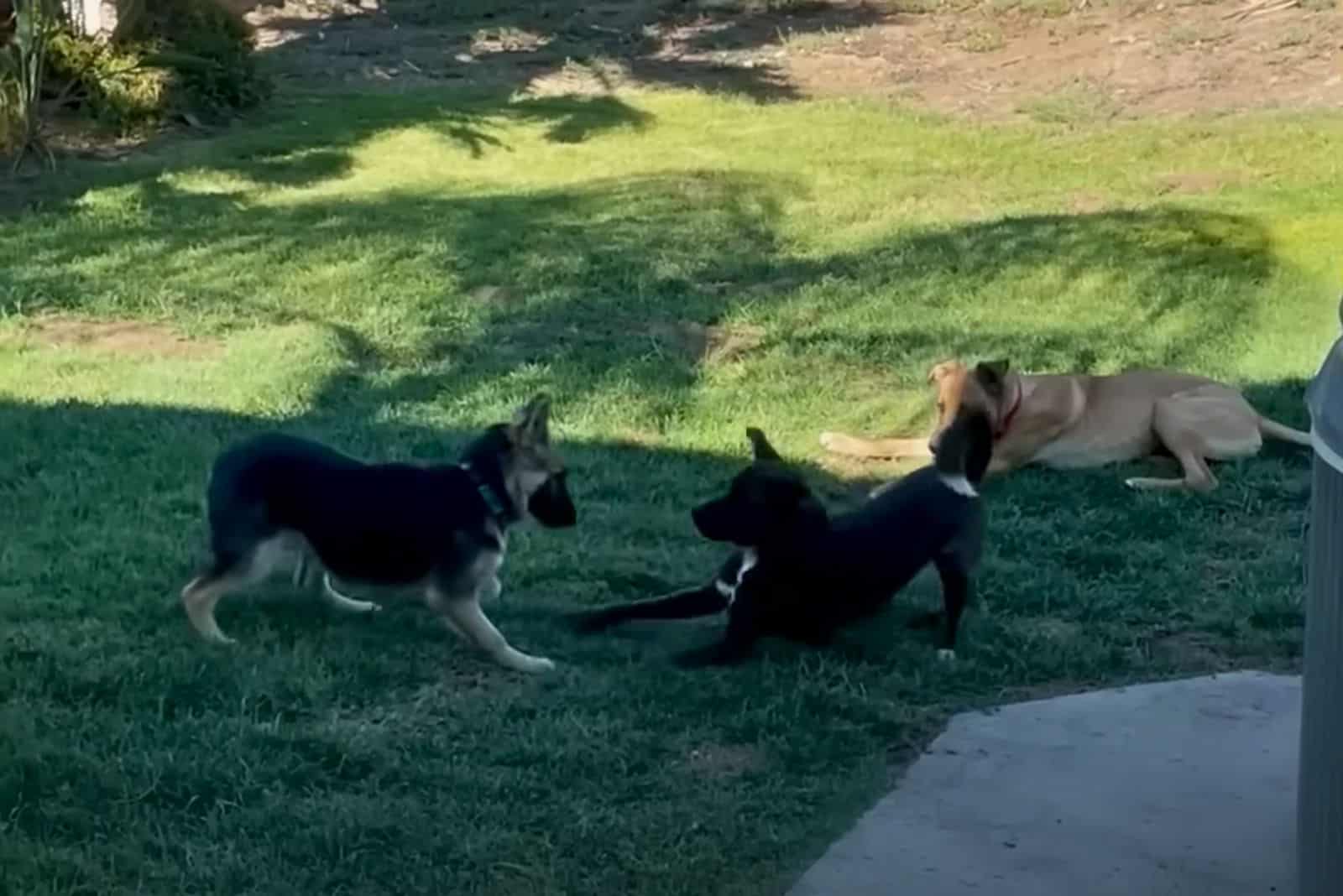 photo of puppies playing outside