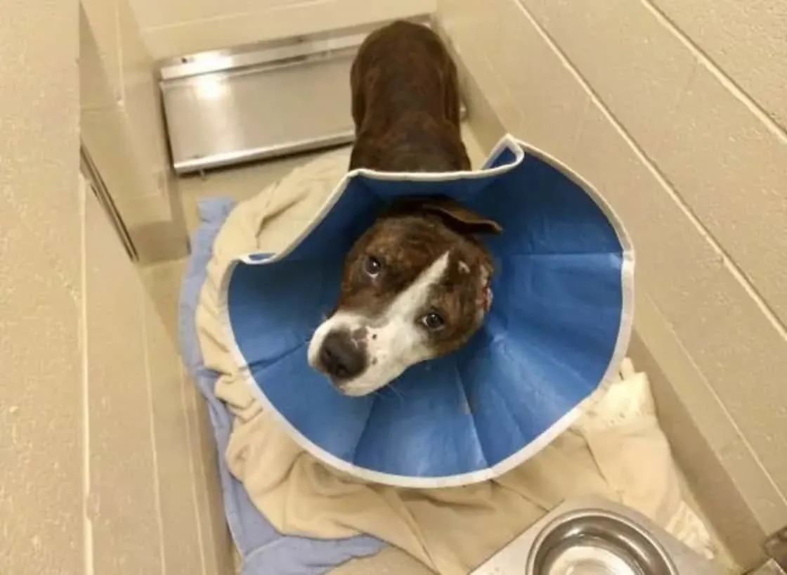 photo of van gogh the pitbull at the shelter