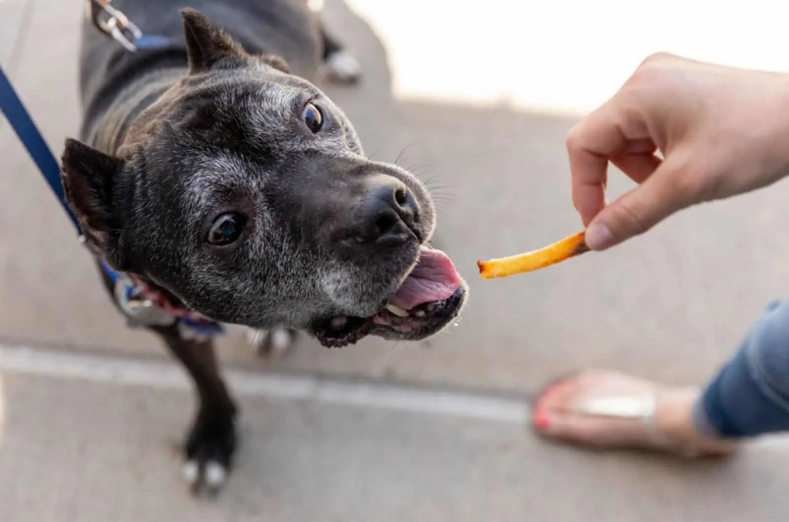 pit bull about to eat a french fry from woman's hand