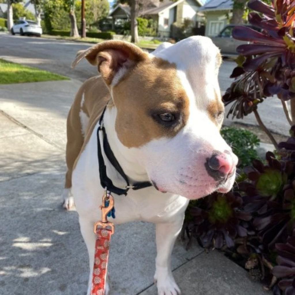 pitbull with a bump on the head