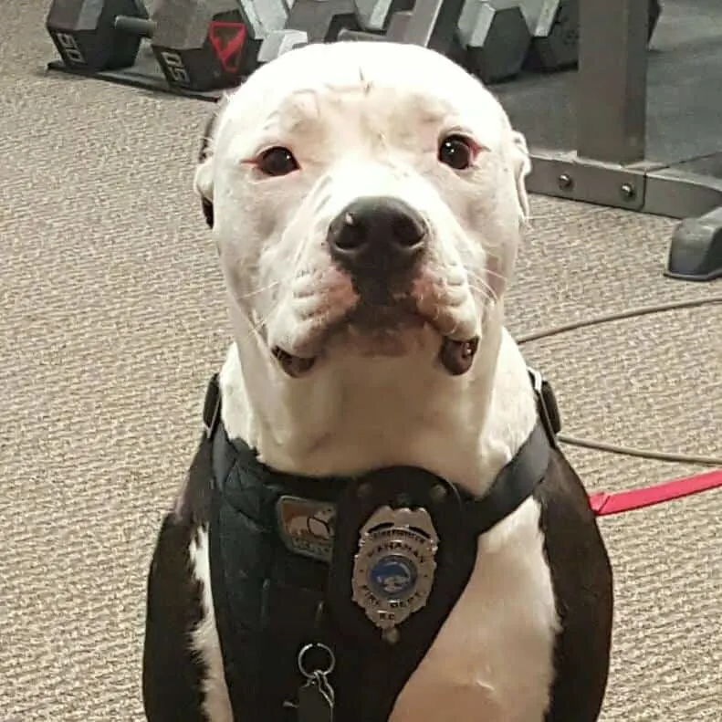 police dog standing still