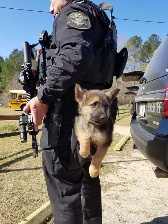 police officer with little german shepherd puppy