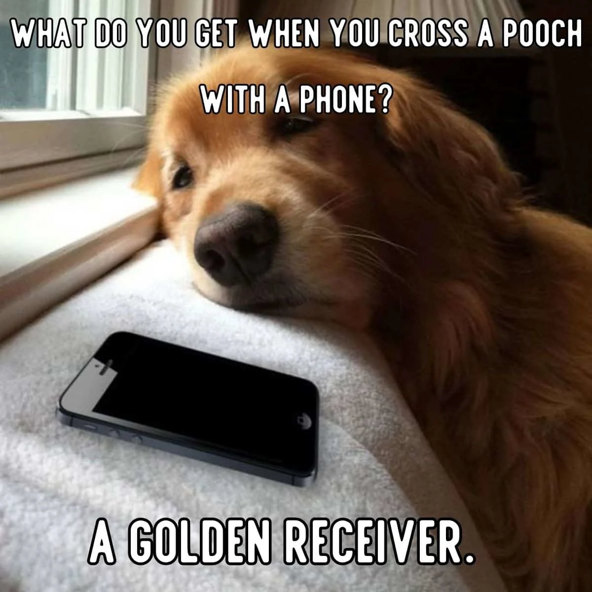 pooch with a phone joke