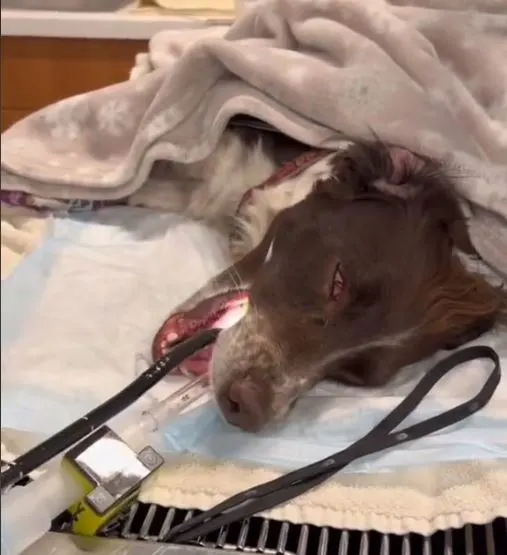 poor sick dog on a medical treatment