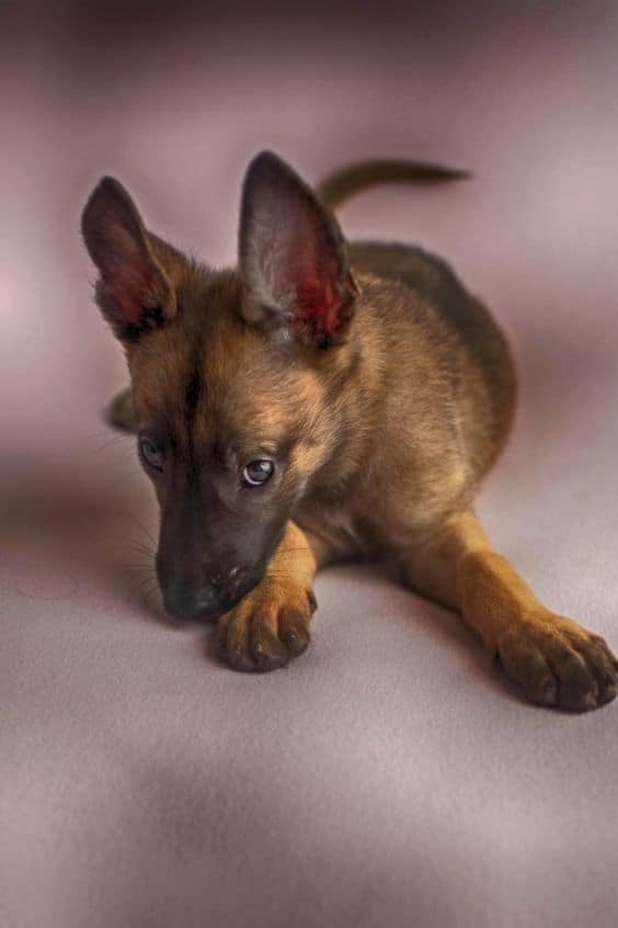 portrait of a belgian malinois puppy