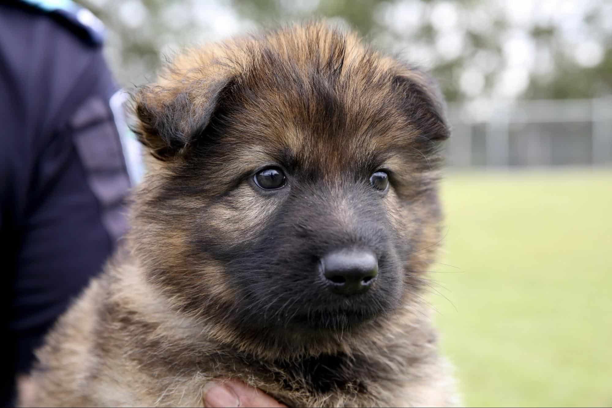 portrait of a small gsd k9 dog