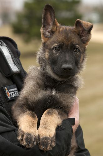 portrait of a young german shepherd dog in training