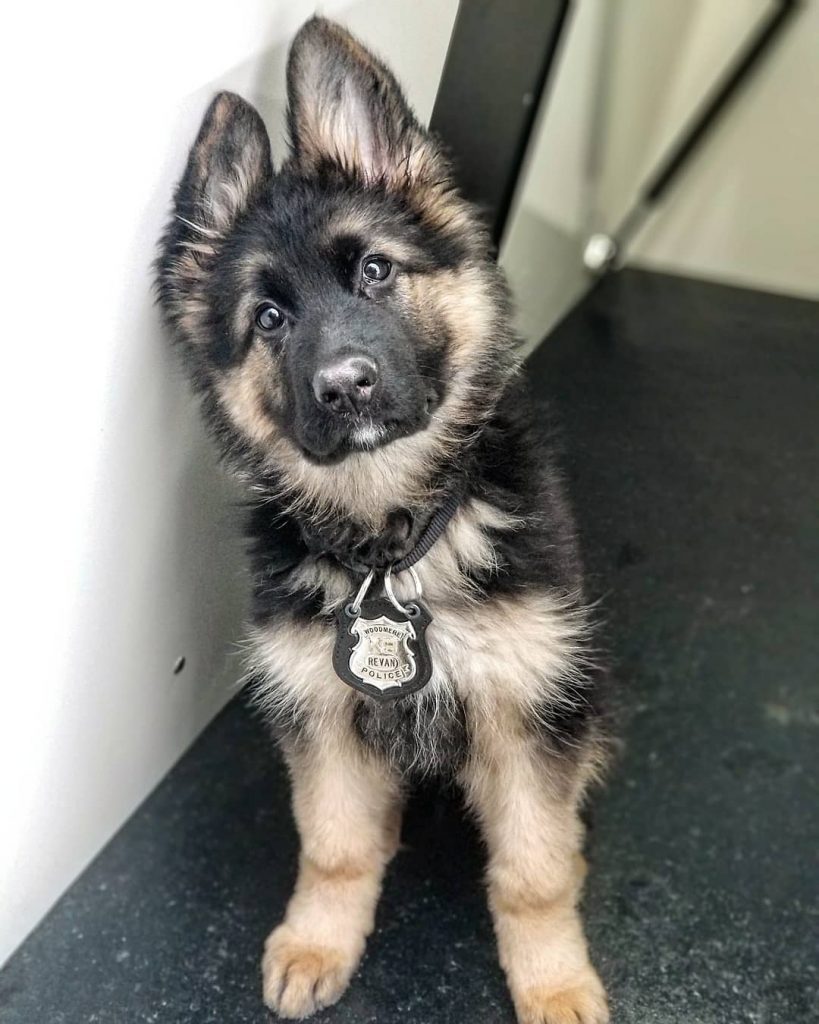 portrait of an adorable k9 puppy