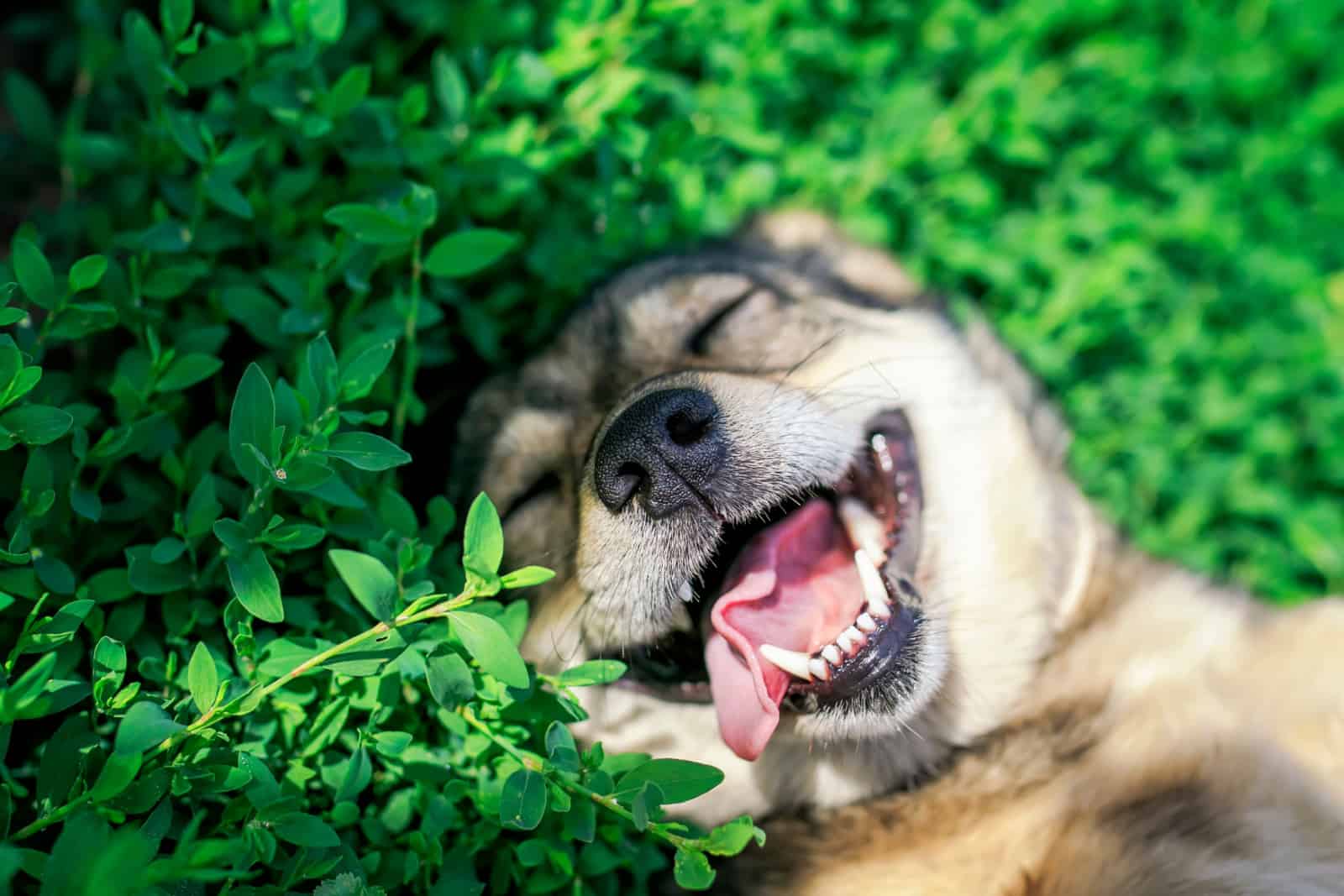 portrait of cute dog lying on green grass in spring