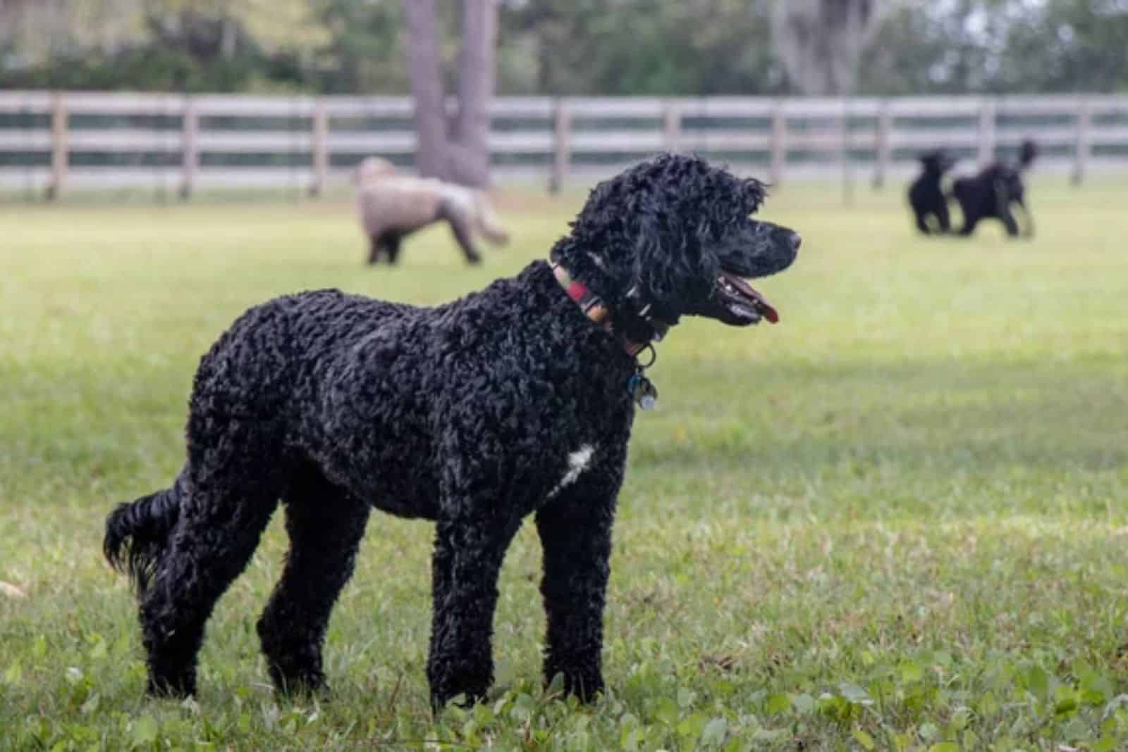 portuguese water dog in the park